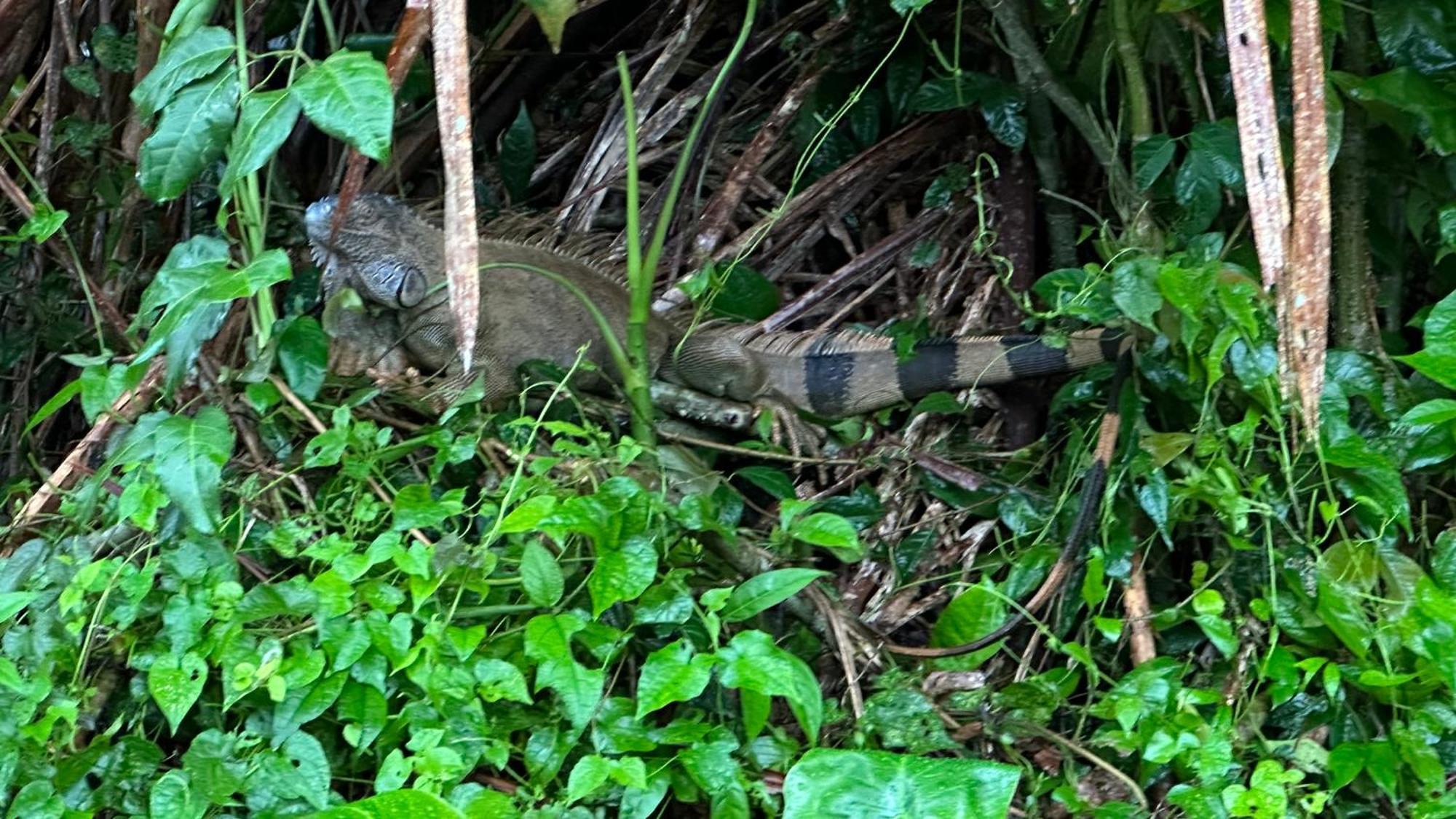 Natural Experience House Tortuguero Kültér fotó